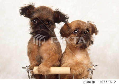 かわいい子犬 10754612
