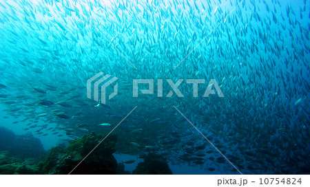 セブ島の海中風景　マアジの群れ 10754824