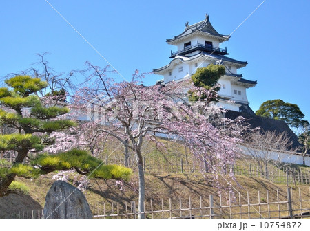 掛川城と掛川桜 10754872