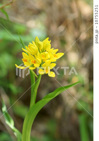 キンラン キンラン 10755251