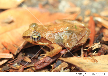 タゴガエル 10755331