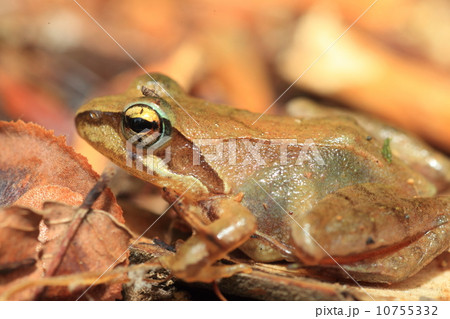 タゴガエル 10755332