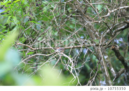 ズアカサイホウチョウ ズアカサイホウチョウ 10755350