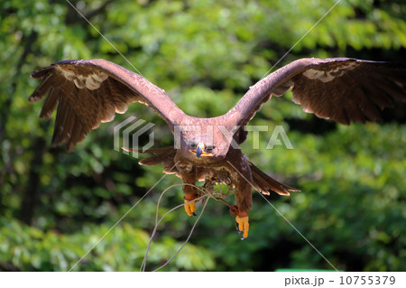 ハリスホーク 10755379