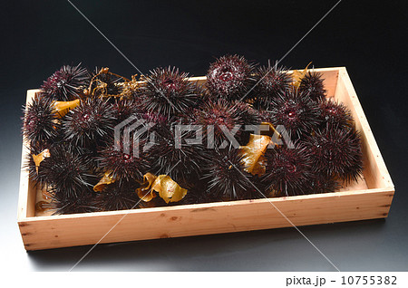 ウニ ウニ 10755382