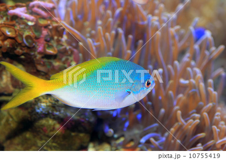 ウメイロモドキ 10755419