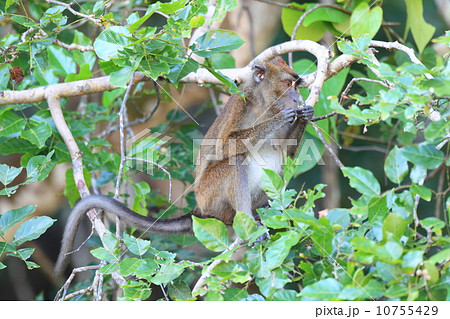 カニクイザル 10755429