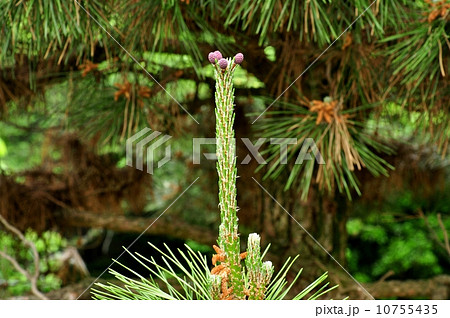 クロマツ 10755435