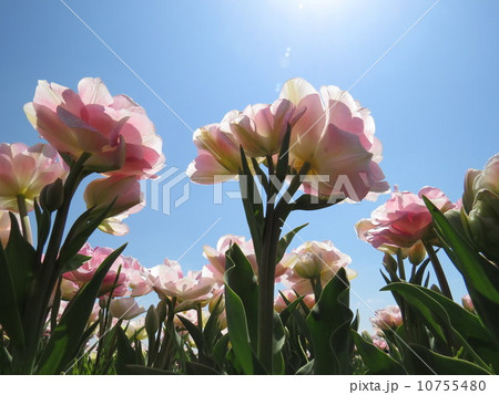 チューリップ 10755480