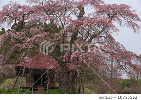 福島 郡山市 不動桜 福島 郡山市 不動桜 10755562