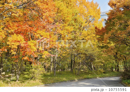 皇居東御苑の紅葉 皇居東御苑の紅葉 10755591