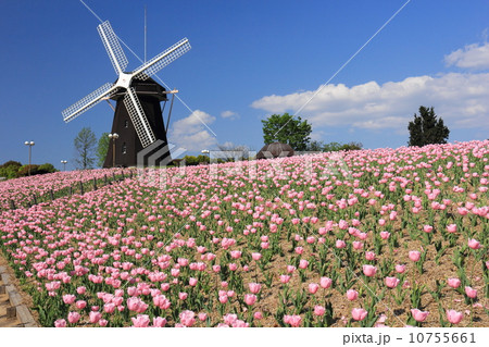 鶴見緑地　風車と桃色チューリップ 10755661