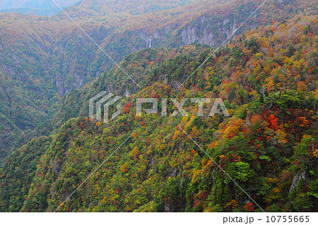 大台ヶ原　大蛇嵓からの紅葉 10755665