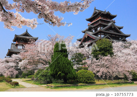 桜満開の伏見桃山城 10755773