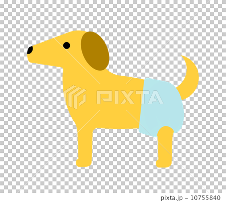 A dog wearing a diaper 10755840