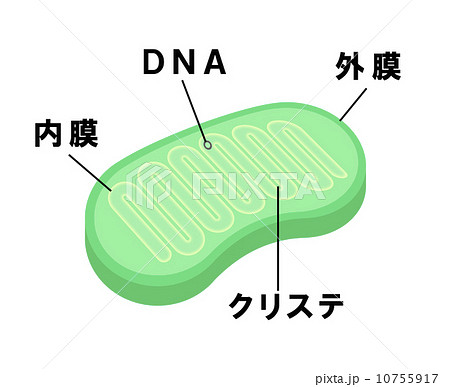 ミトコンドリアのイラスト素材