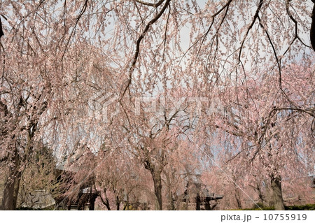 安養寺のしだれ桜 安養寺のしだれ桜 10755919