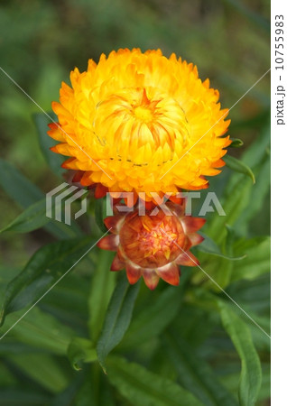 帝王貝細工：ムギワラギク 10755983