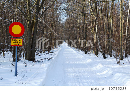 Straight into the forest Straight into the forest 10756283