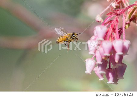ミツバチ ミツバチ 10756322