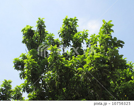 常緑樹ソヨゴと春の空　Evergreen llex pedunculosa and the spring sky 10756325