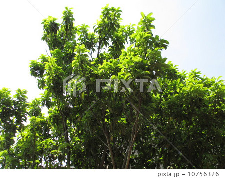 常緑樹ソヨゴと春の空　Evergreen llex pedunculosa and the spring sky 10756326