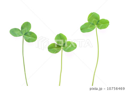 クローバー 10756469