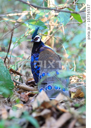 パラワンコクジャク パラワンコクジャク 10756537