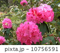 シャクナゲ 10756591