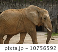 ゾウ 10756592