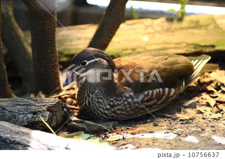 【オシドリ】 【オシドリ】 10756637