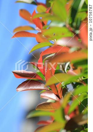 新緑と青空 10756787