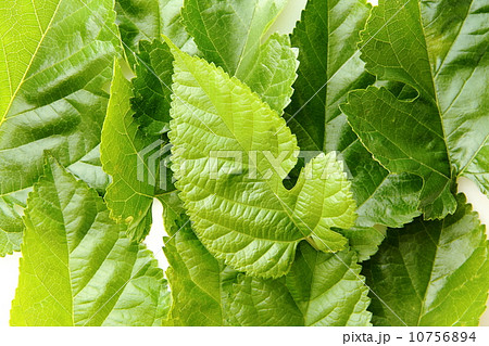 桑の葉 桑の葉 10756894