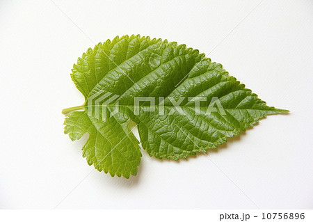桑の葉 10756896
