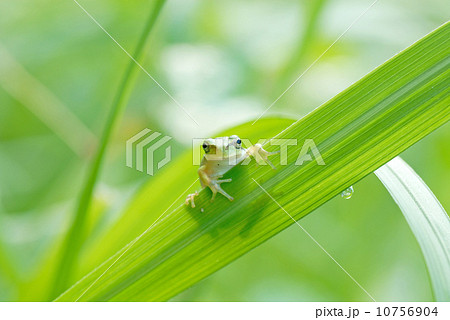 野原のアマガエル 10756904