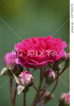 バラ(薔薇) バラ(薔薇) 10756978