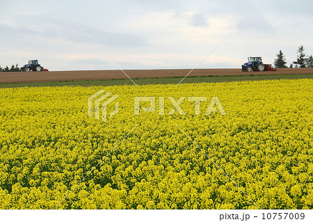 菜の花 10757009