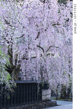 秋田　仙北市　角館 10757032