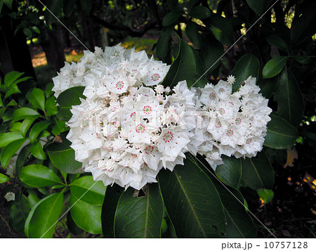 カルミアの花 カルミアの花 10757128