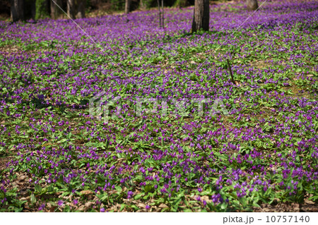 秋田 仙北市 八津 秋田 仙北市 八津 10757140