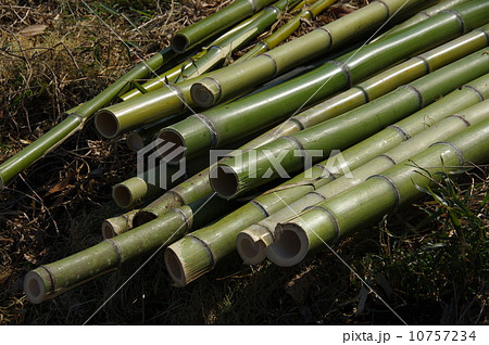 青竹　竹材 10757234