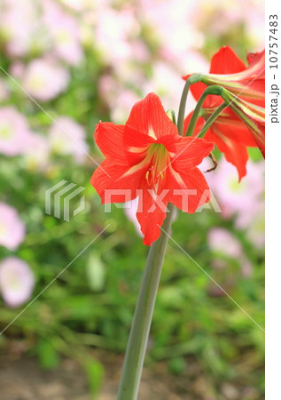 アマリリス 10757483