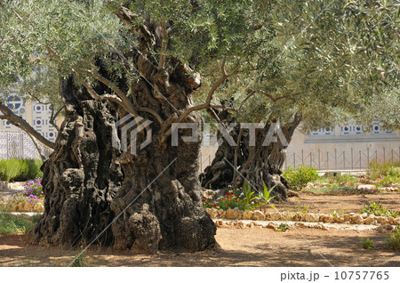 Garden of Gethsemane Garden of Gethsemane 10757765