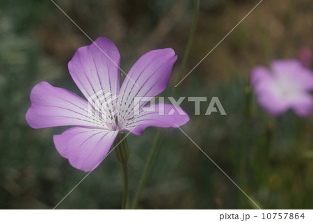 ムギナデシコ ムギナデシコ 10757864