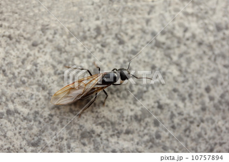 羽アリ（クロオオアリ） 10757894