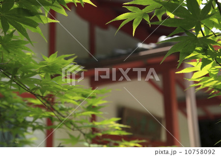 鷺森神社(八雲殿前の青紅葉) 鷺森神社(八雲殿前の青紅葉) 10758092