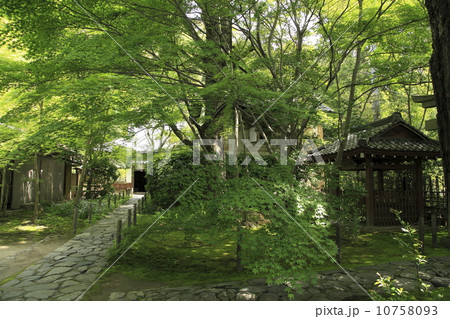 緑の参道 緑の参道 10758093