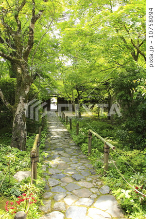 蓮華寺初夏の参道 蓮華寺初夏の参道 10758094