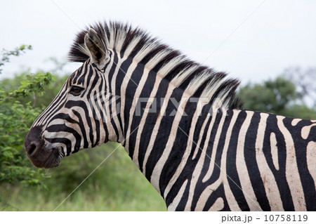 Burchell's Zebra Burchell's Zebra 10758119