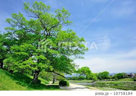 鴨川公園の新緑 10758184